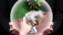 Funny video - little flufy puppy like to play  _-_ By Good Movies To Watch