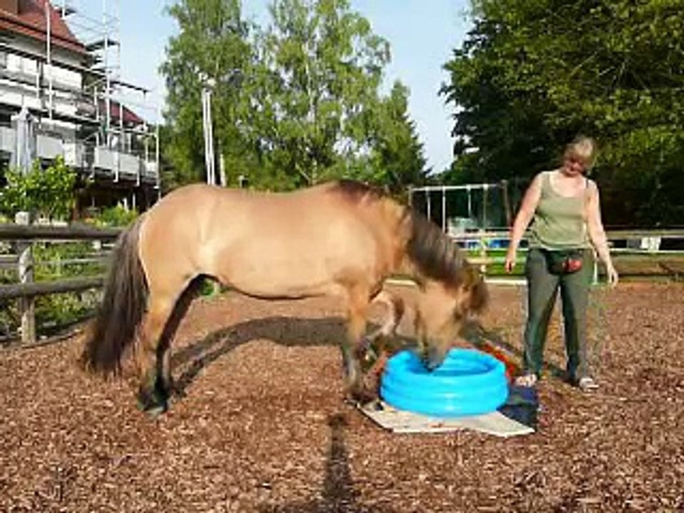 Clickertraining mit Hylling 86