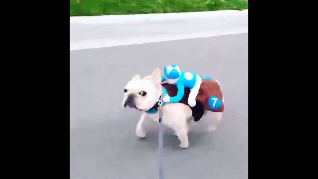 Funniest horse race ever - Adorable dog