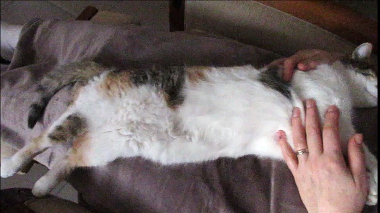 chat