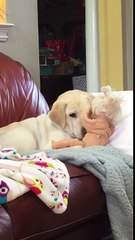 Dog Cuddles with Baby Doll