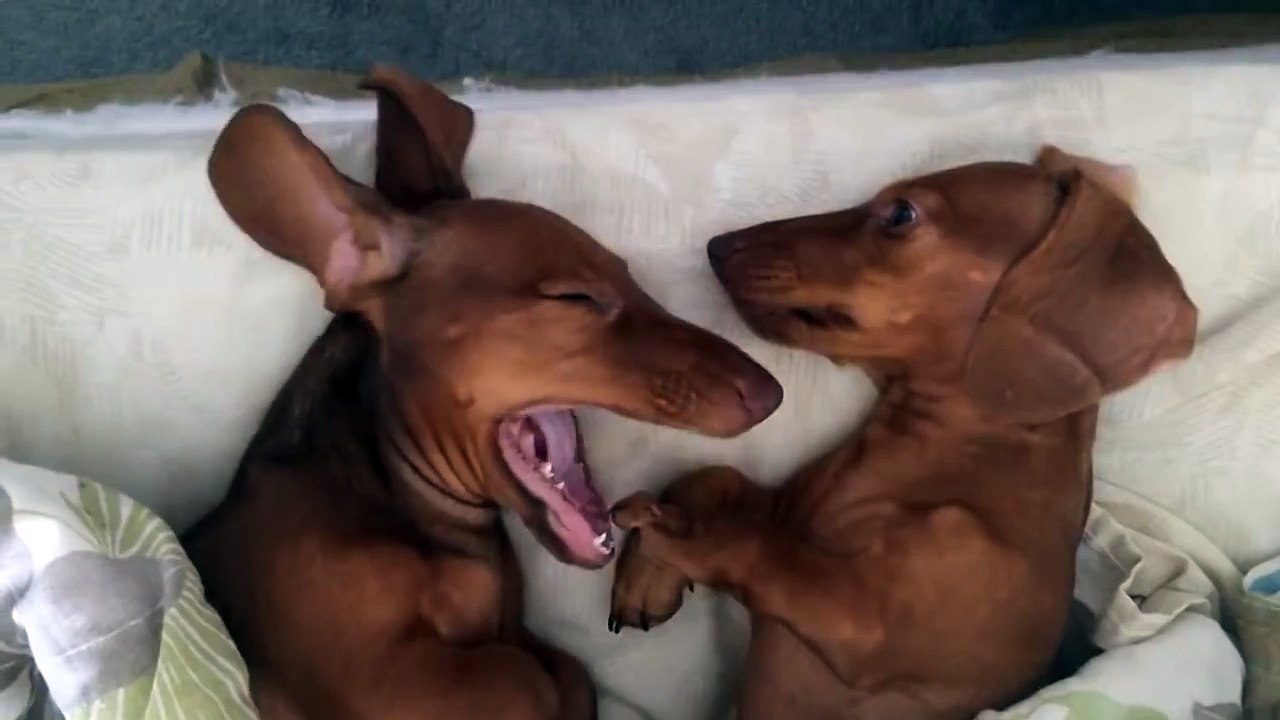 Dachshunds Lick Each Other before Bedtime