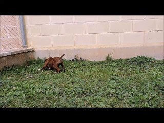 Sirius de Cans D'Aragon