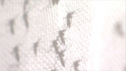 مخاوف دولية من تفشي عدوى فيروس زيكا