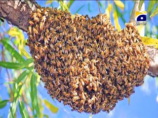 Shehed or is ki Iqsaam  Honey and Types