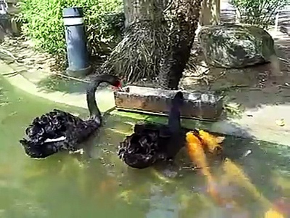Duck & Fish Both Are Enjoing Subhan Allah Wah Teri Kudrat Zaror Dekhen Ye Video