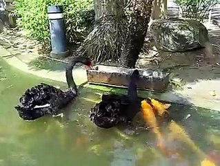 Duck & Fish Both Are Enjoing Subhan Allah Wah Teri Kudrat Zaror Dekhen Ye Video