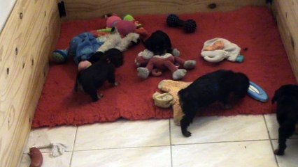 JEUX DE BB - 41 JOURS