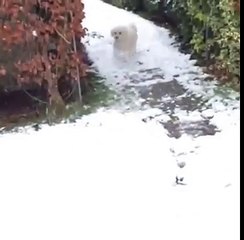 First Time In The Snow - Bichon Frise