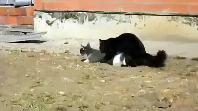 Animals Mating Animals Funny Cats Mating Cat Breeding