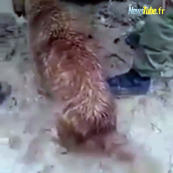 Incroyable !! Maman chien la sauve des chiots de la noyade !
