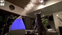 Cat Vs Humidifier funny cat funny cats videos FUNNY ANIMAL YouTube