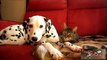 Cats and Dogs Loving Each Other funny cats compilation