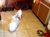 loud bichon frise and jack russell playing ball