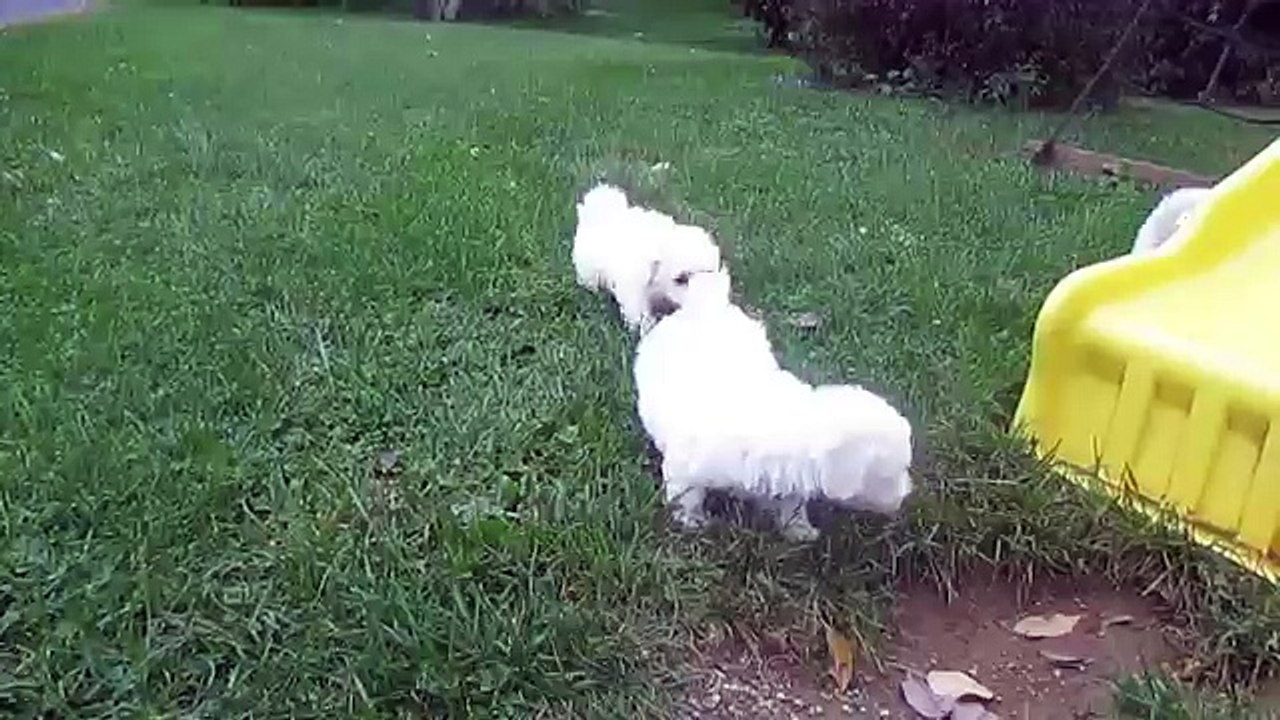 Bichon frise puppies for sale