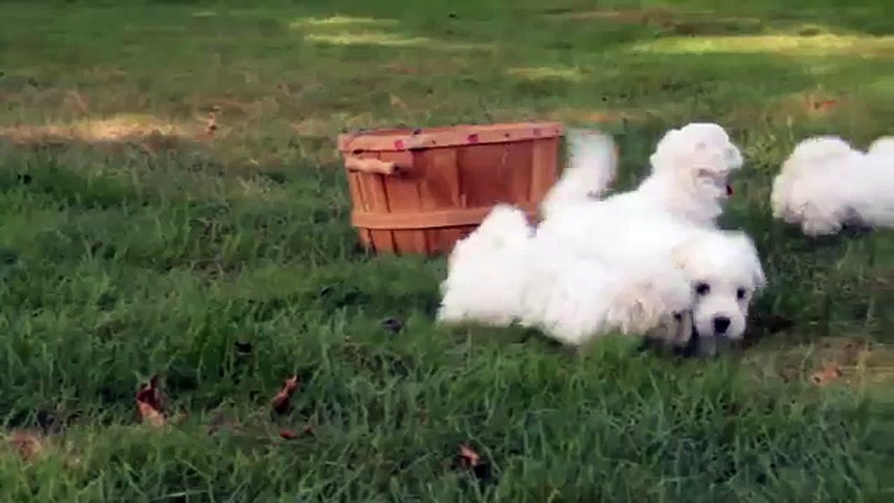 Bichon Frise Puppies For Sale