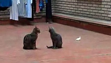 Funny Cat Fight Divertida Pelea de gatos en slow motion low