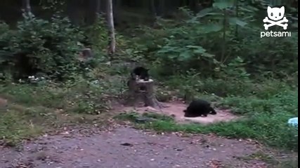 ЛЮБОПЫТНЫЙ МЕДВЕДЬ VS КОТ