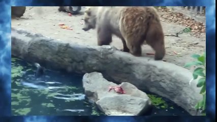 МЕДВЕДЬ СПАС ВОРОНУ