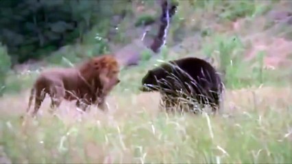 МОЛОДОЙ ГРИЗЛИ ПРОТИВ ЛЬВА,МЕДВЕДЬ VS ЛЕВ