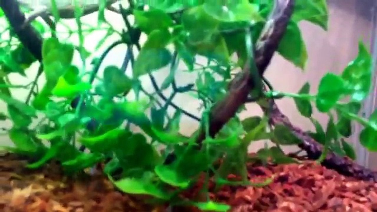 Chameleon care guide