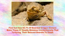 Bearded Dragon Secret Manual