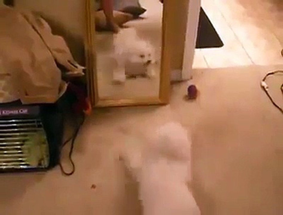 FUNNY DOG -