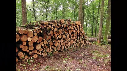 L'agriculture : Quels enjeux et impacts sur l'environnement ?