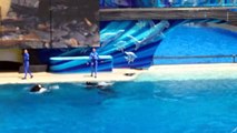 Killer Whale jumped on the trainer - San Diego SeaWorld