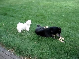 Chloe, a Bichon Frise from France, mimics a gnat.