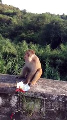 Pranks With Animals "OMG-&-WTF"