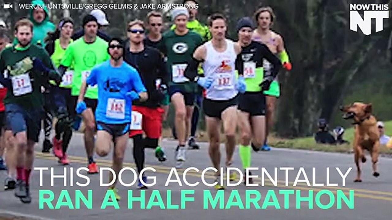 This dog accidentally ran a half marathon