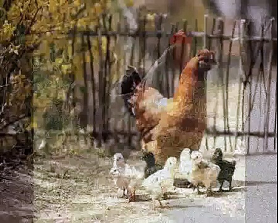 Building A Chicken Coop Author-You need a Coop Plan to Build an Ideal Chicken Coop.