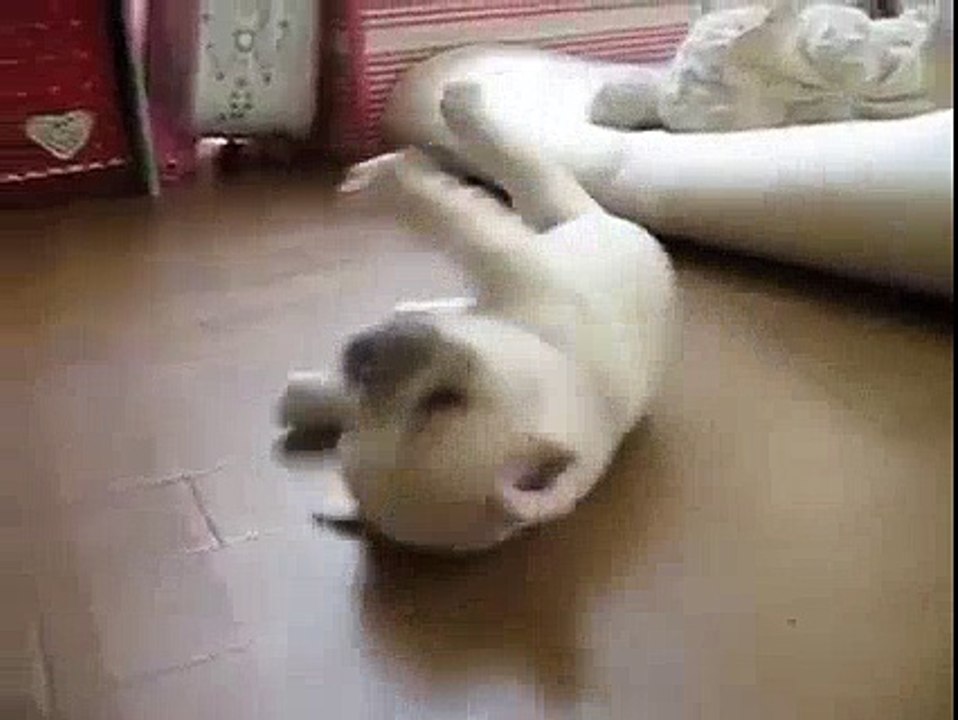ha ha ha so cute