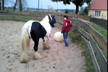 Clickertraining soccer day 2