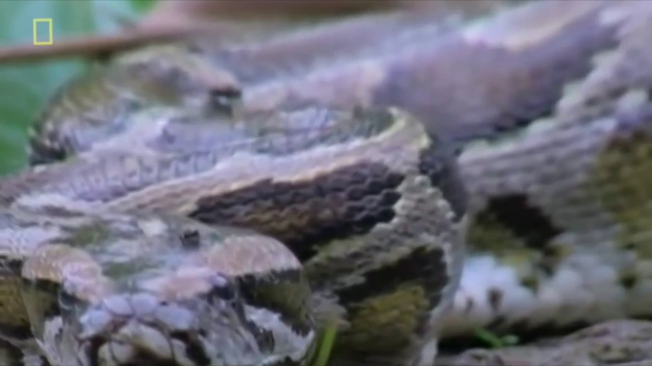 Animal video National Geographic {HORRIBLE} Hyenas Attack & Eat Baby Elephant + Brutal Fig