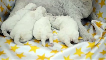 Bichon frise