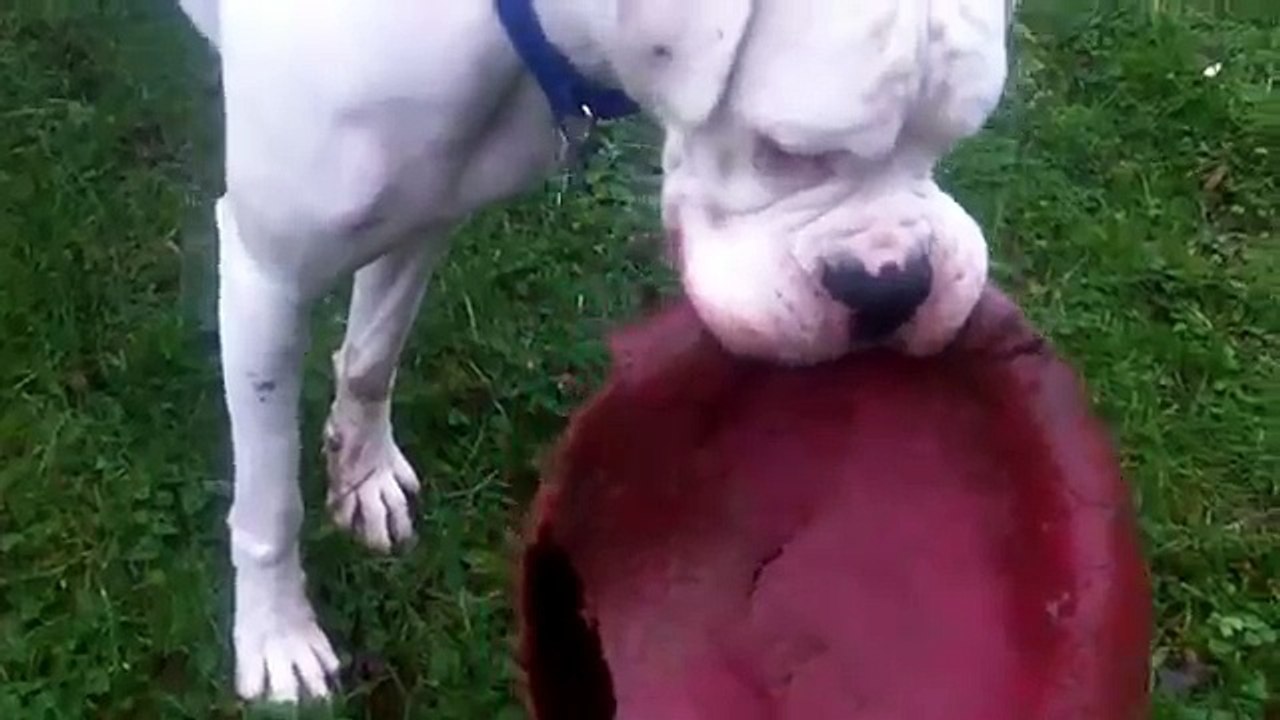 Boxer Max & Bichon Frise Peppa.