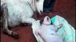 Goat gives birth to human baby in Karnataka