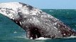 Top 10 largest whale in the  world, largest whale, whales, Blue Whale, Bowhead Whale, Fin Whale, Gray Whale, Humpback whale, North Atlantic right whale,  North Pacific right whale, Sei Whale, Southern right whale, Sperm Whale