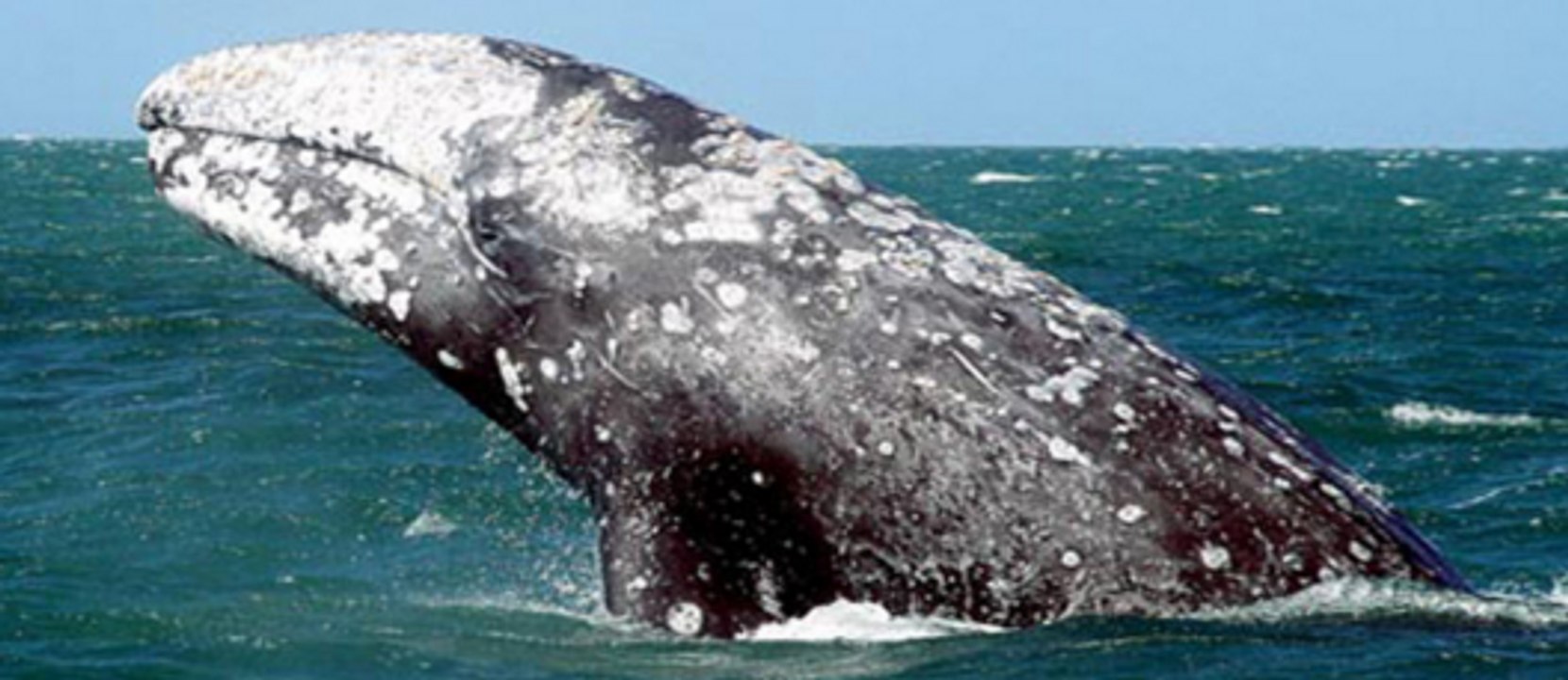 Top 10 largest whale in the  world, largest whale, whales, Blue Whale, Bowhead Whale, Fin Whale, Gray Whale, Humpback whale, North Atlantic right whale,  North Pacific right whale, Sei Whale, Southern right whale, Sperm Whale