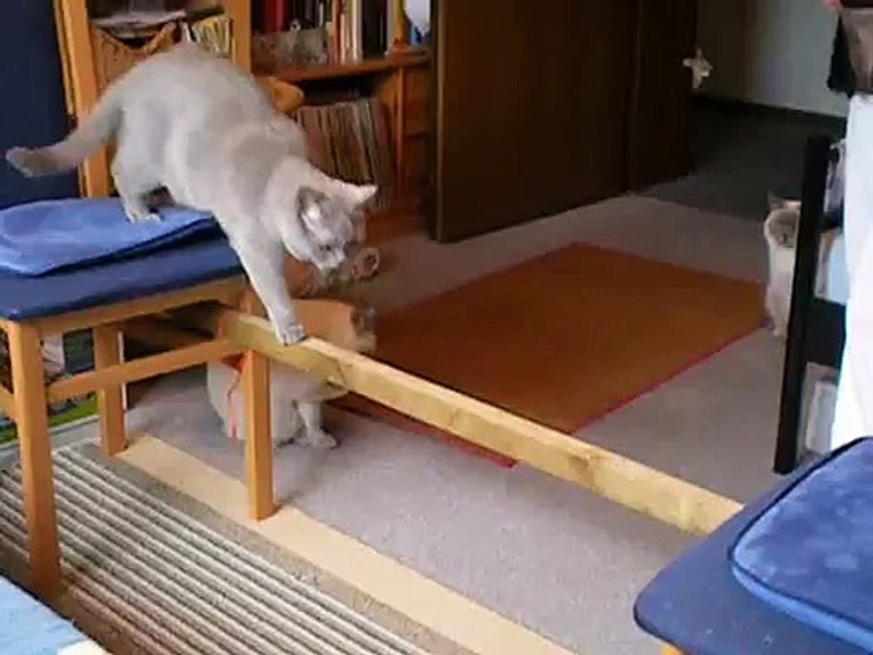 Katzen Clickertraining ( 3 ) - mit mehreren Katzen (Anfänge)