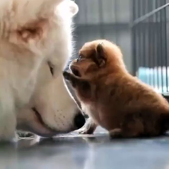 Boops please!