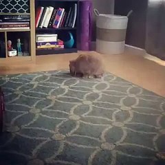 A bunny practicing her bun fu!