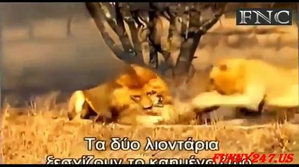 ‫الافتراس المرعب   عالم الحيوانات المفترسة ll الجزء 7 ✔‬‎