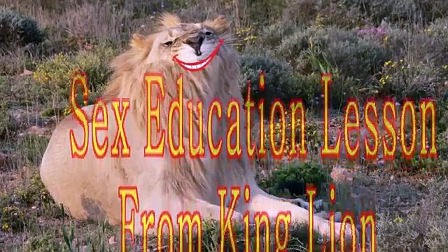 Lion Mating Gay Lions HD