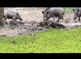 ‫معارك الحيوانات   تمساح يهاجم خنازير ll جودة عالية - Battle between crocodile and pigs.