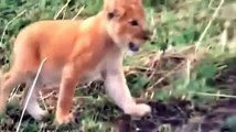 Documentário de Leões   National Geographic   O Leão come Hienas
