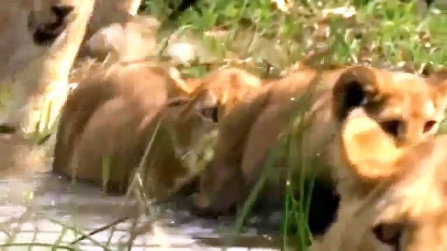 Lions Documentary Lion Pride Eats without Killing Shocking Scenes!