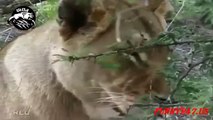 Lion Vs Cheetah    Real Fights African